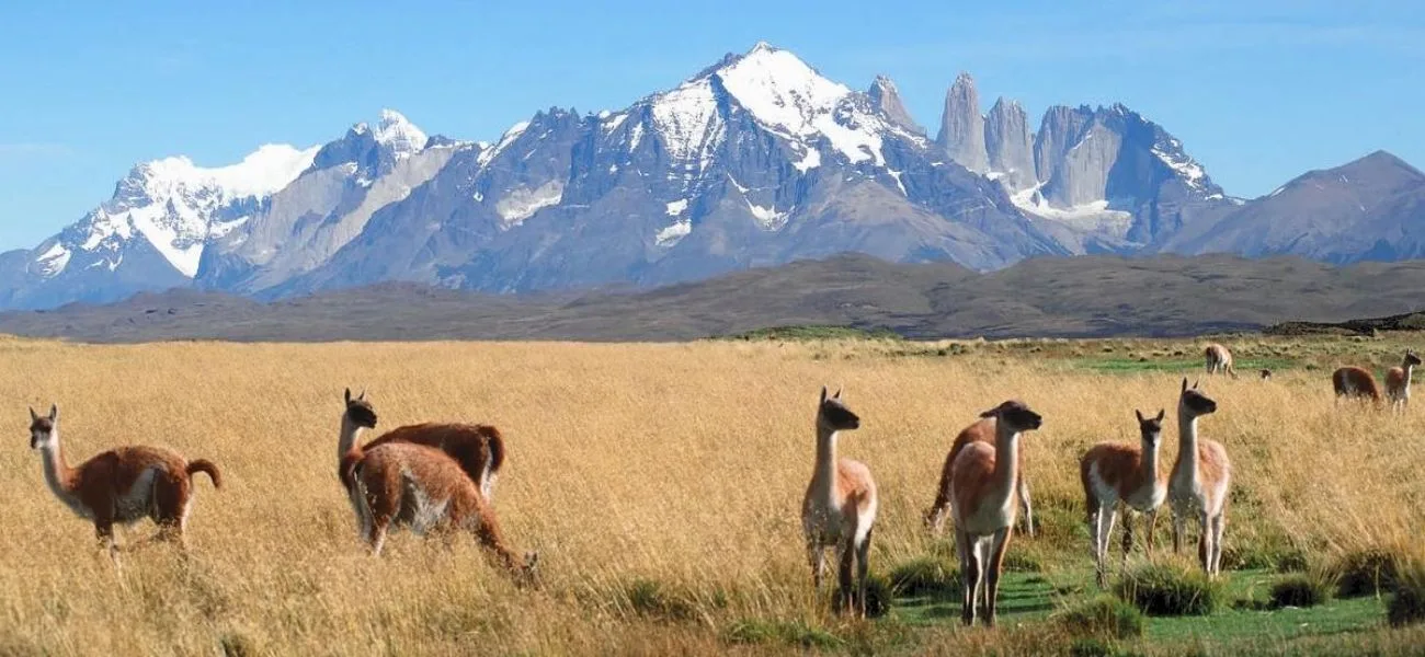 CALAFATE — 013