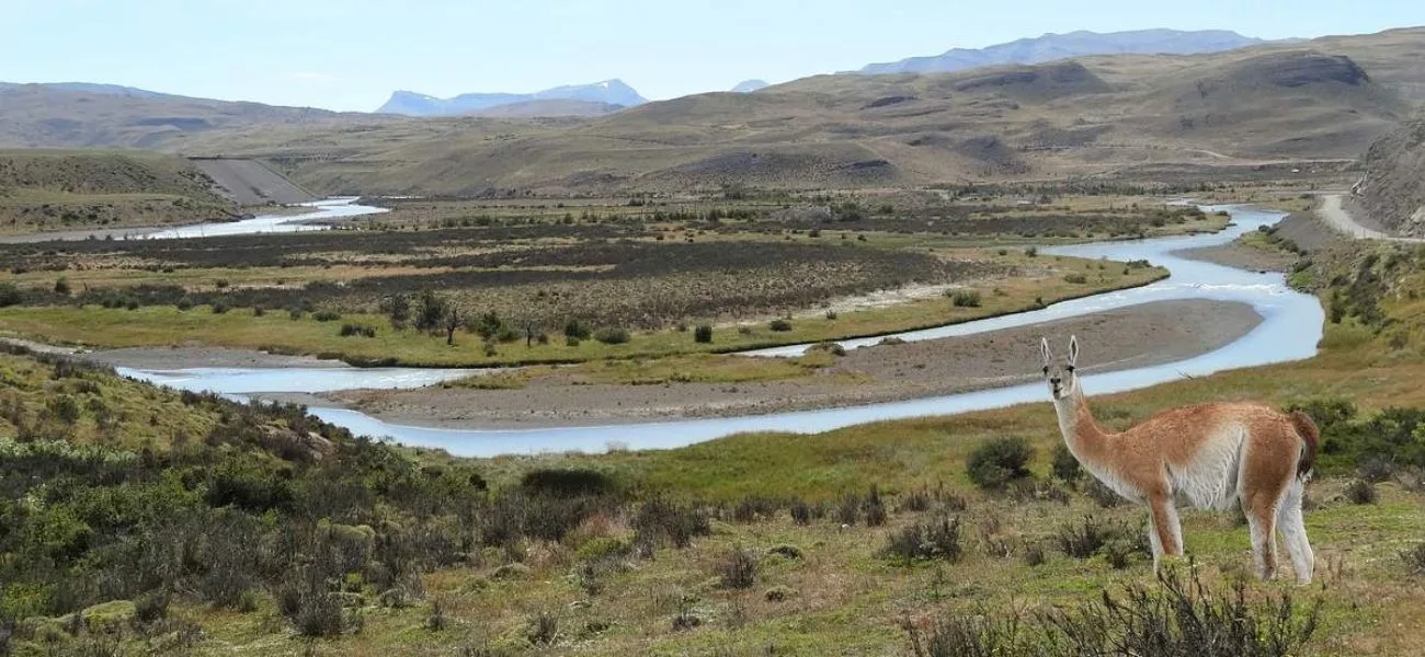 CALAFATE — 014