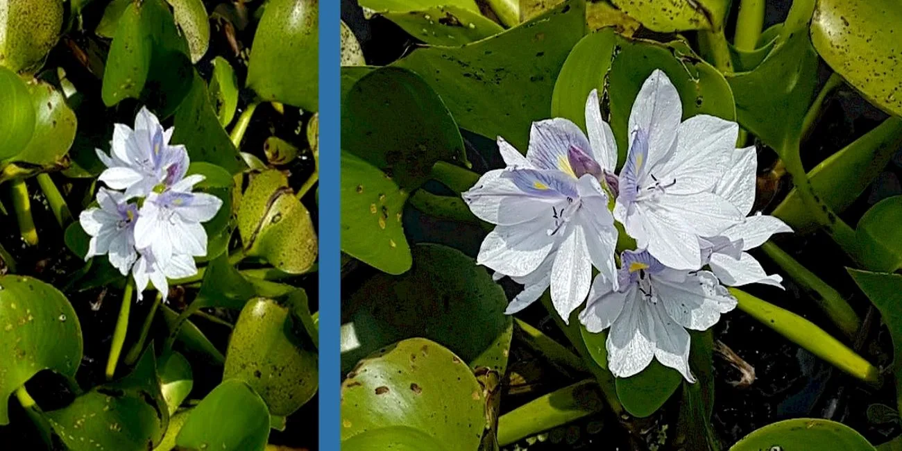 ECOPARQUE — 007