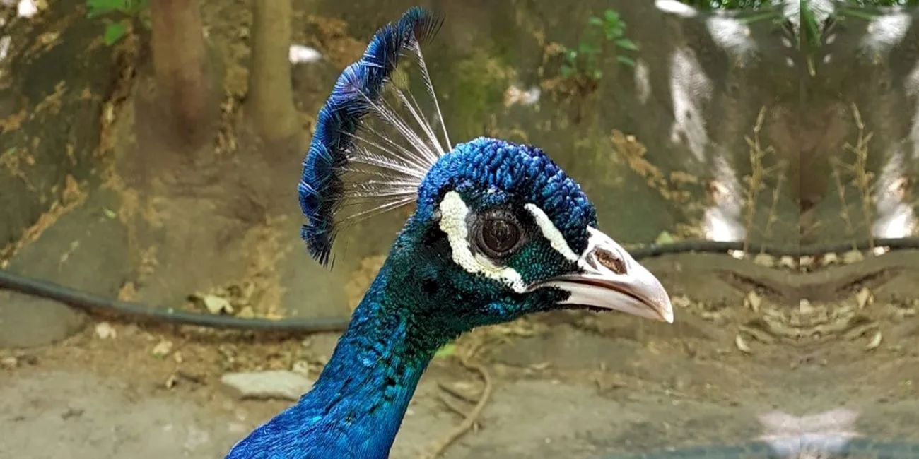ECOPARQUE — 030