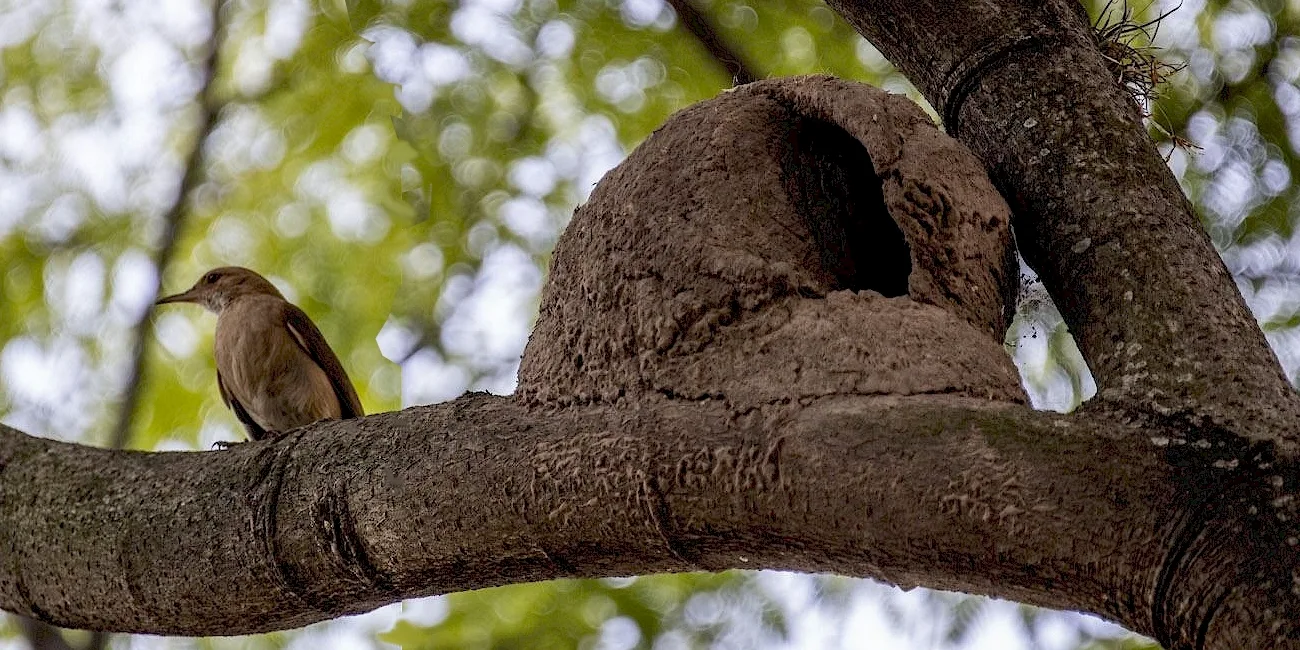 ECOPARQUE — 033