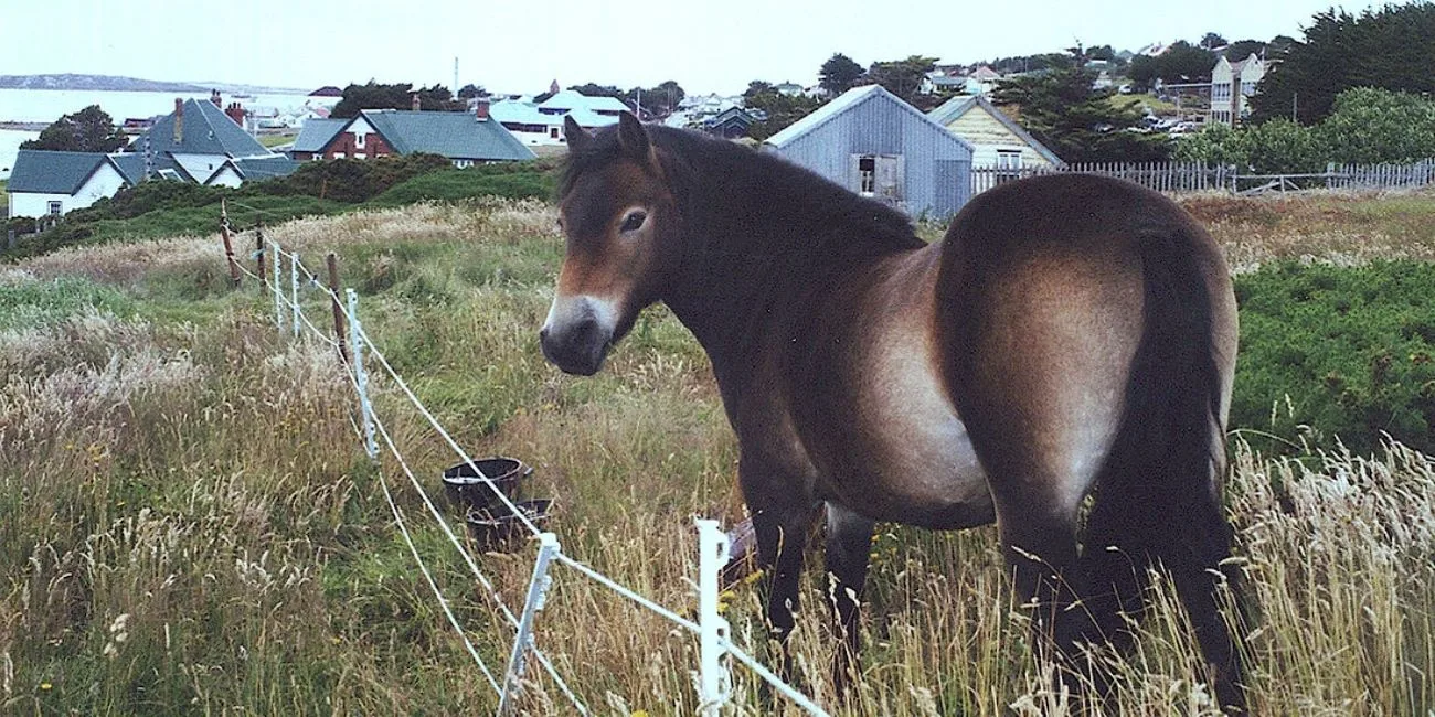 ISLAS MALVINAS — 09