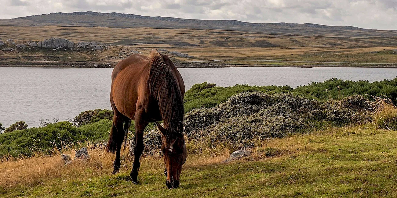 ISLAS MALVINAS — 52