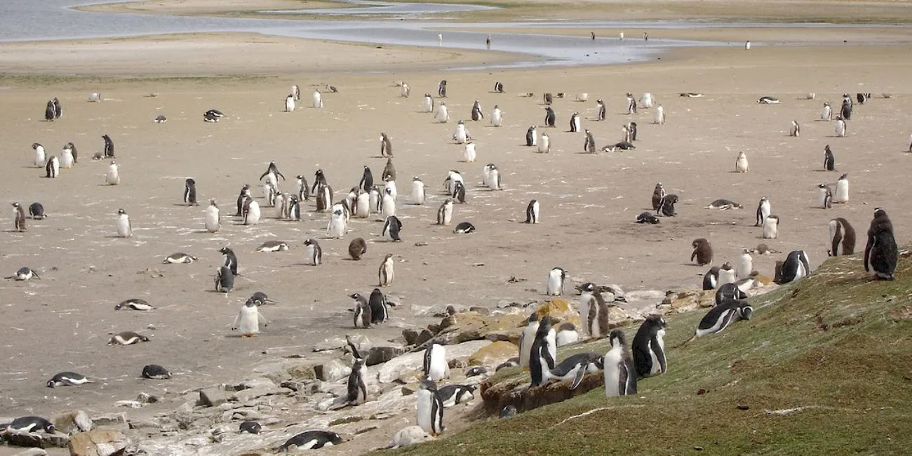 ISLAS MALVINAS — 72