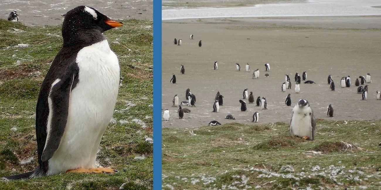 ISLAS MALVINAS — 73
