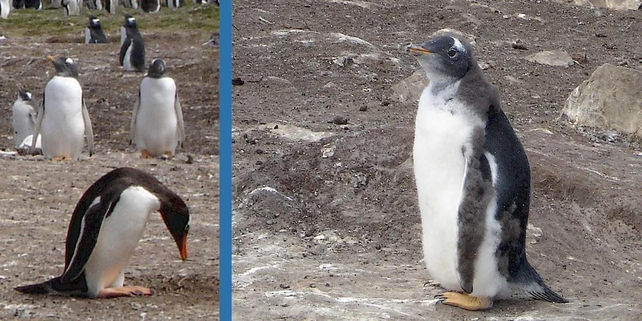 ISLAS MALVINAS — 75