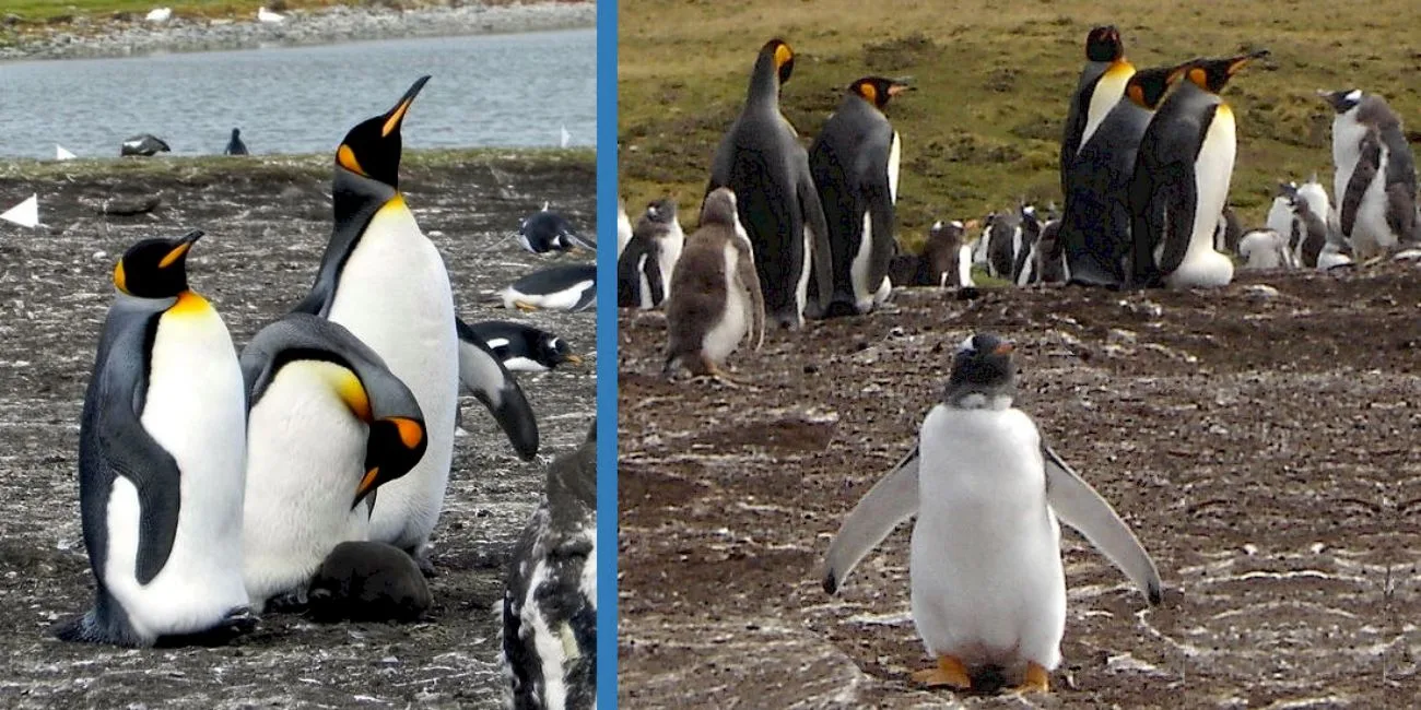 ISLAS MALVINAS — 76