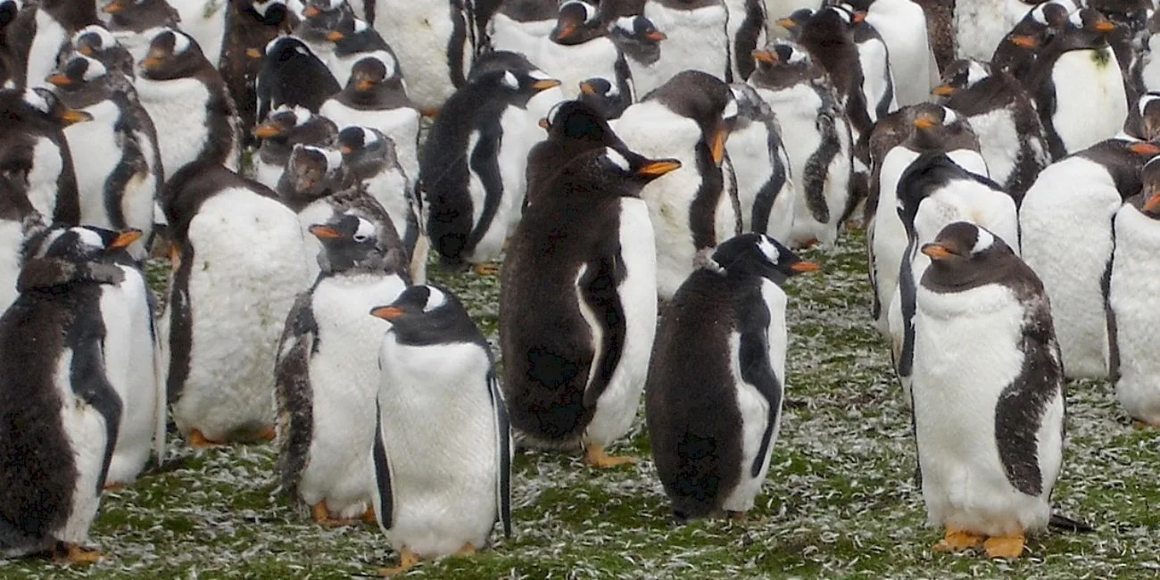 ISLAS MALVINAS — 84