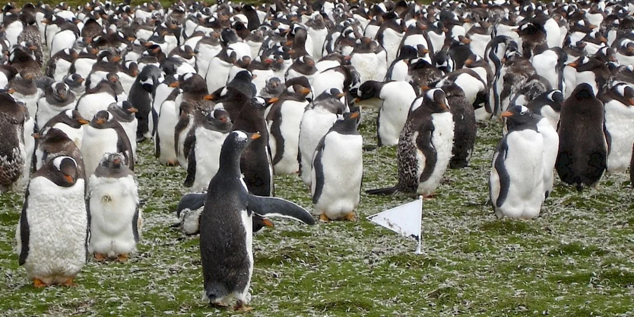 ISLAS MALVINAS — 85