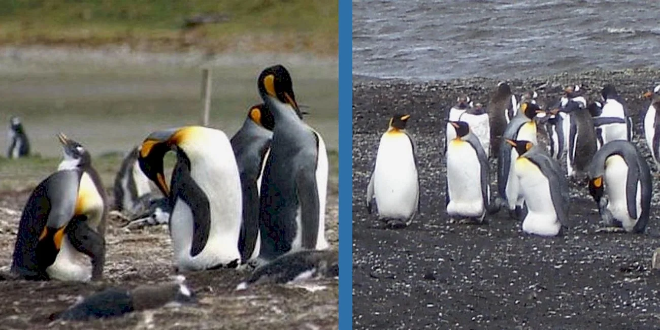 ISLAS MALVINAS — 86