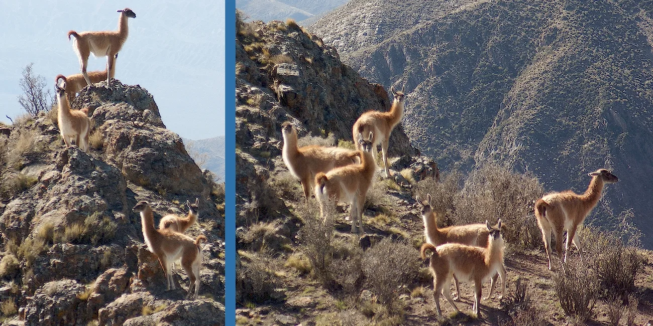 MENDOZA — 26 Villavicencio Guanacos