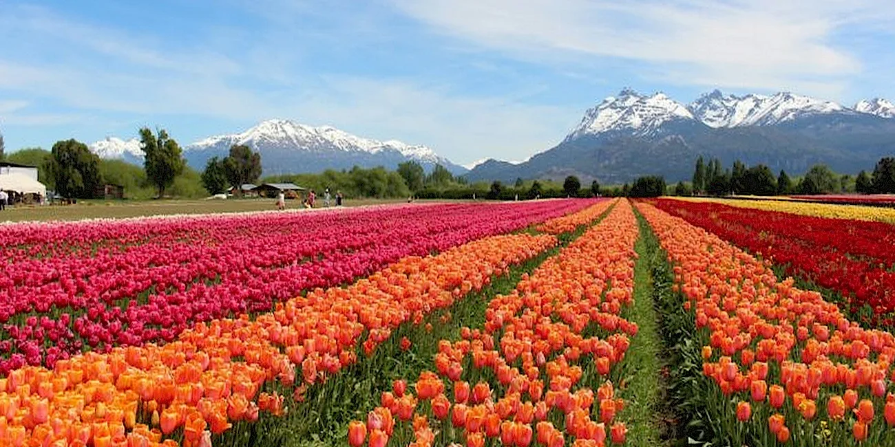PATAGONIA AUSTRAL — 35
