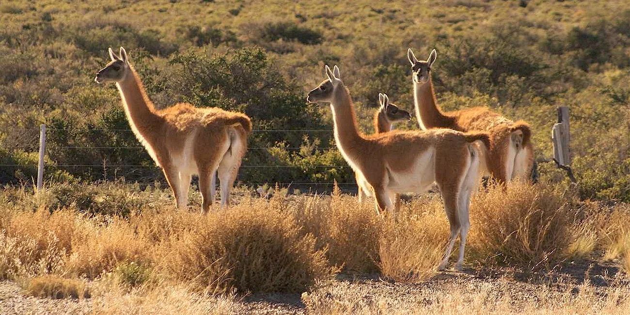 PENÍNSULA VALDÉS — 09 guanacos
