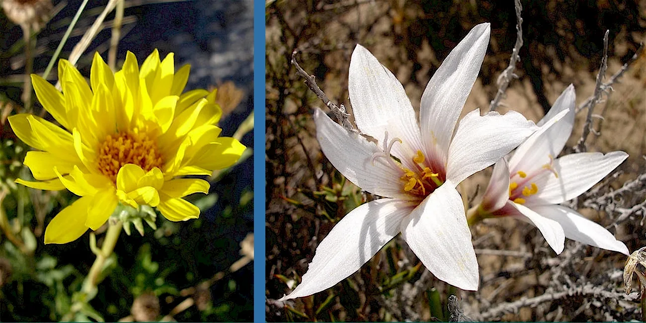 PENÍNSULA VALDÉS — 12 flora1