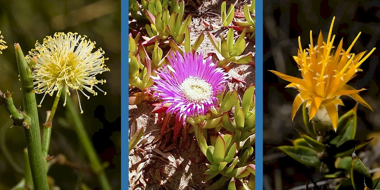 PENÍNSULA VALDÉS — 13 flora2