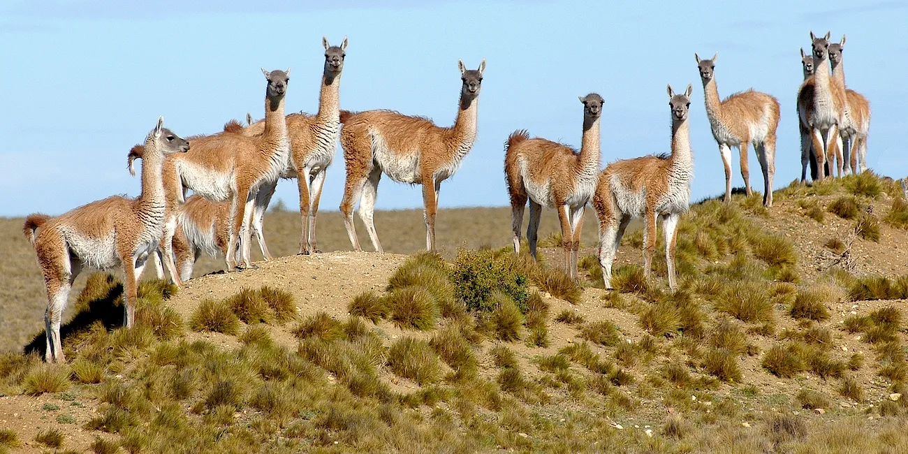 PENÍNSULA VALDÉS — 38 guanacos