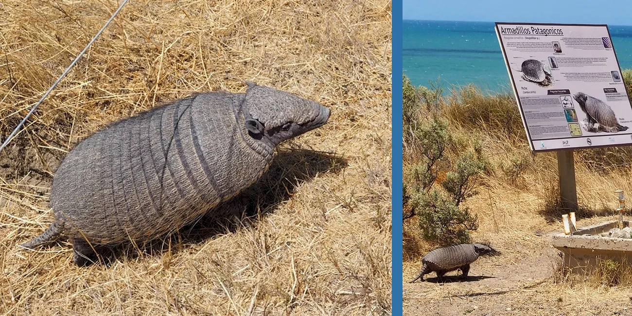 PENÍNSULA VALDÉS — 41 armadillopatag