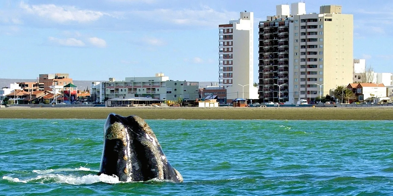 PUERTO MADRYN — 14 ballena