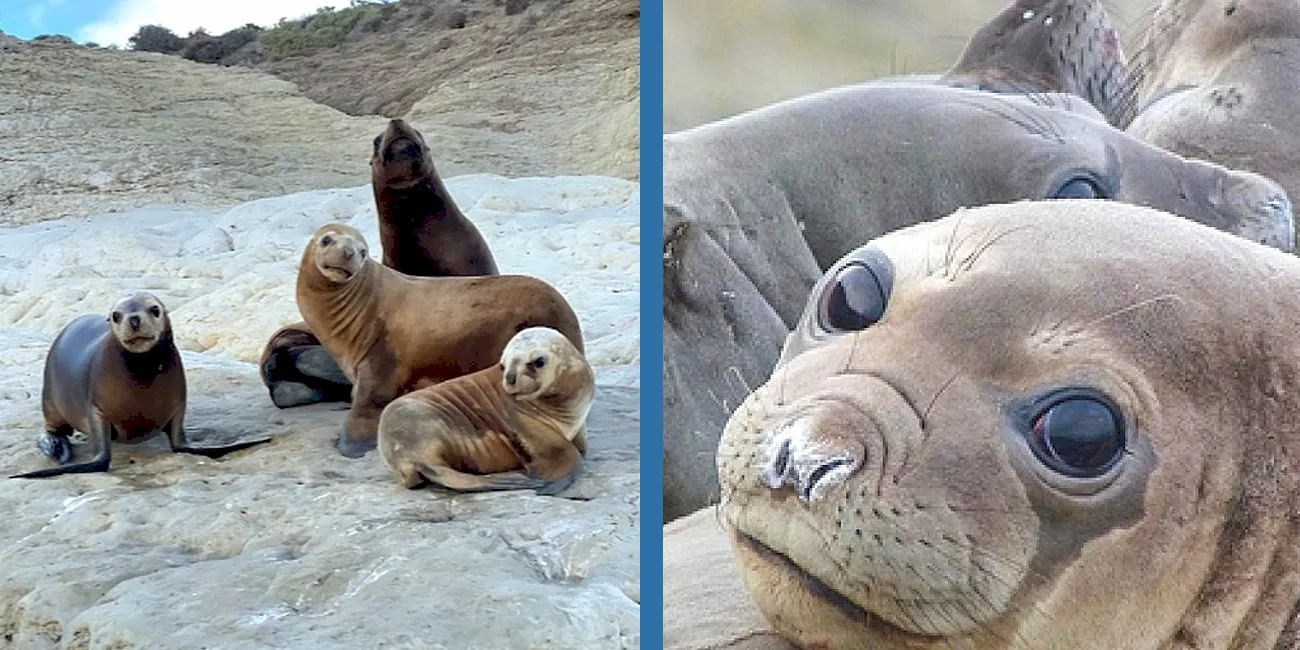 PUERTO MADRYN — 28 LoberiaPuntaLoma
