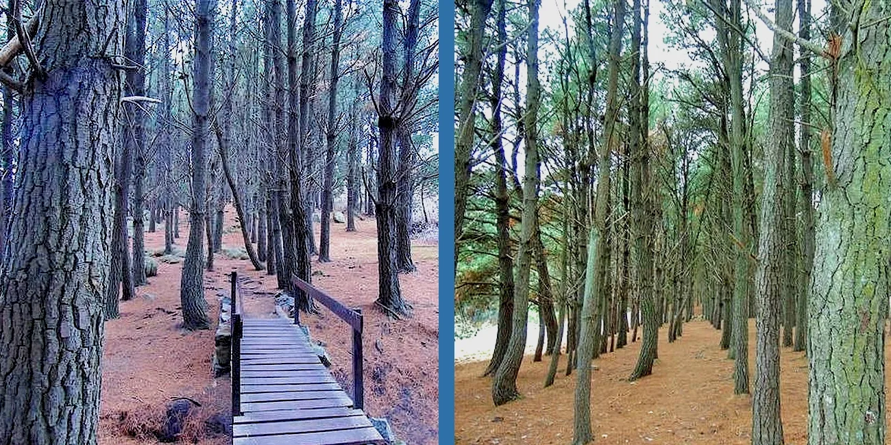 TANDIL — 37