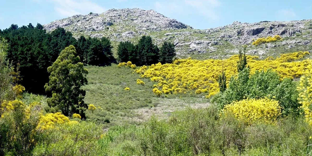 TANDIL — 62