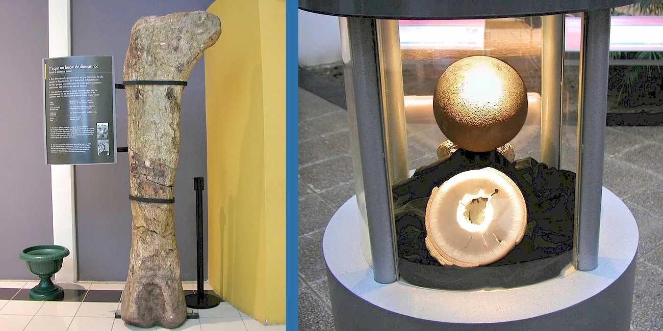 TRELEW — 23 MuseoPaleo HuesoDino HuevosPetrif
