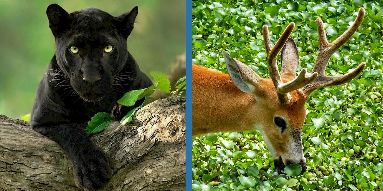 PORTO ALEGRE Y GRAMADO — 43 Gramado Zoo3