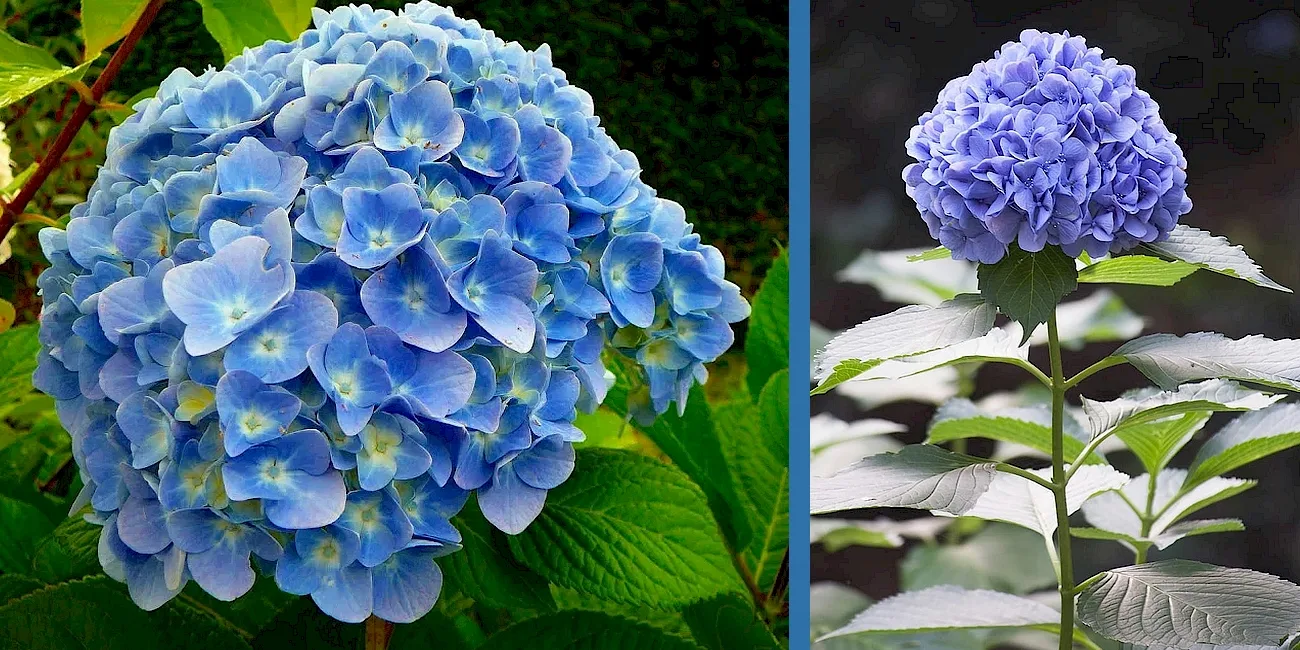 PORTO ALEGRE Y GRAMADO — 53 hortensias