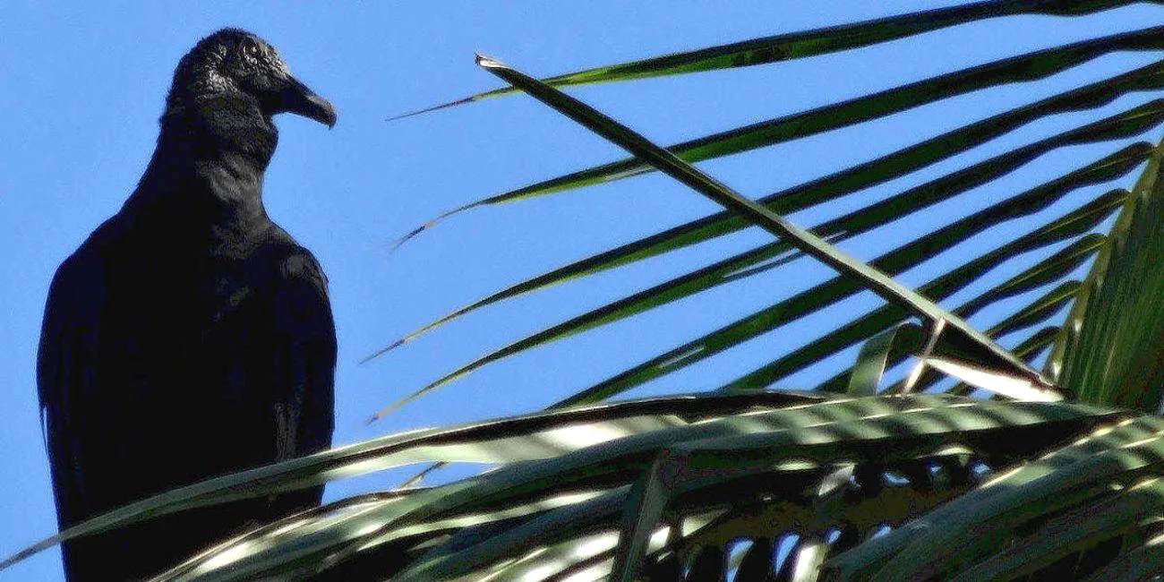 ILHA GRANDE E ILHABELA — 14