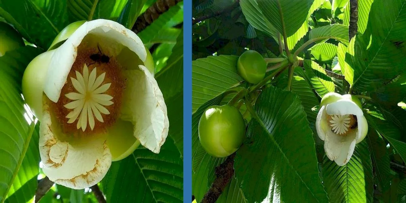 ILHA GRANDE E ILHABELA — 18