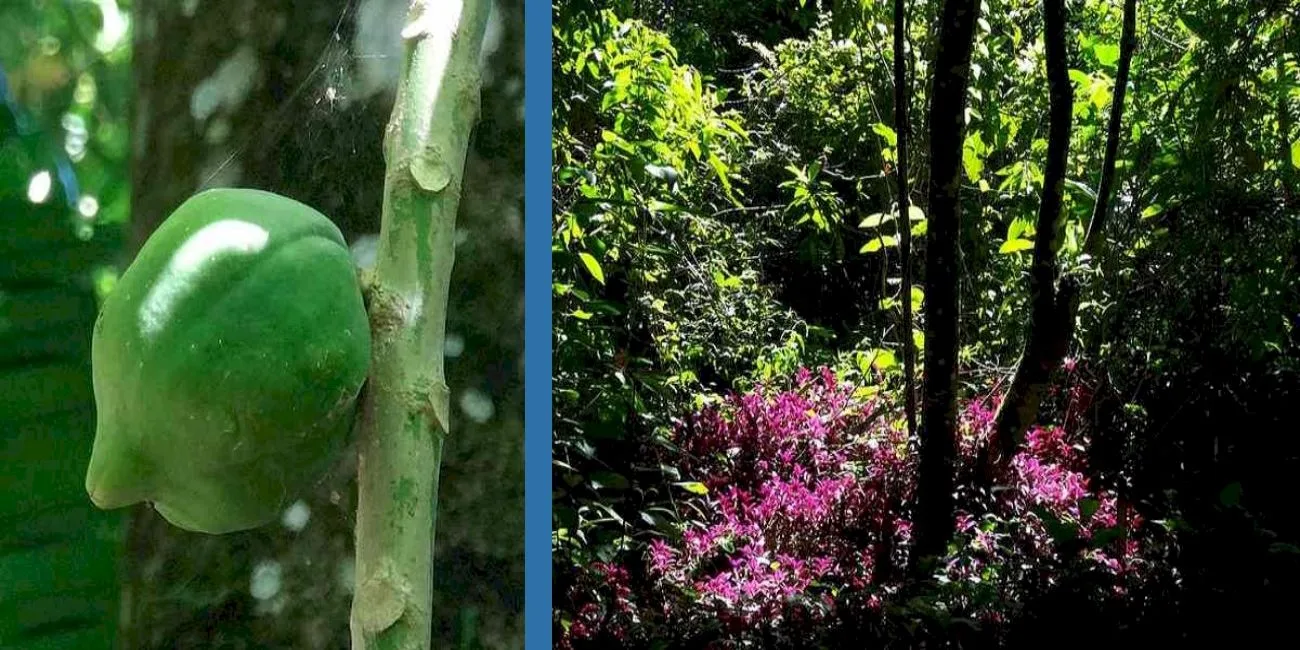 ILHA GRANDE E ILHABELA — 20