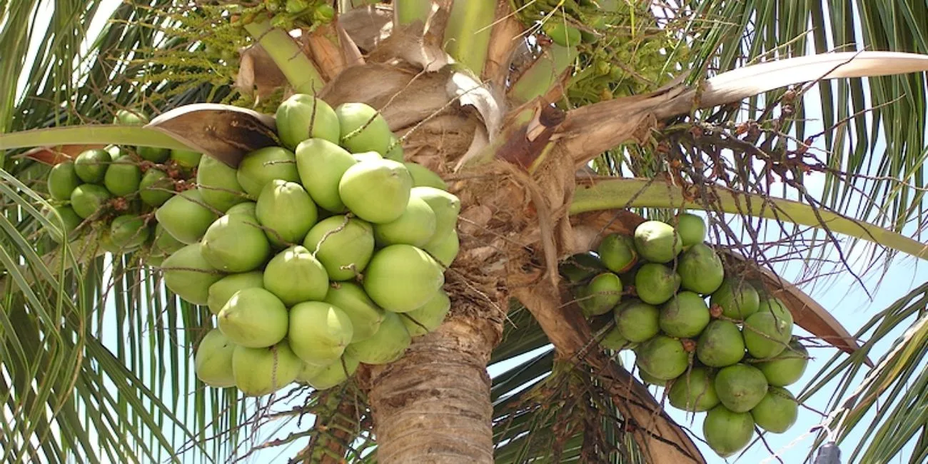 MACEIÓ E ILHÉUS — 20