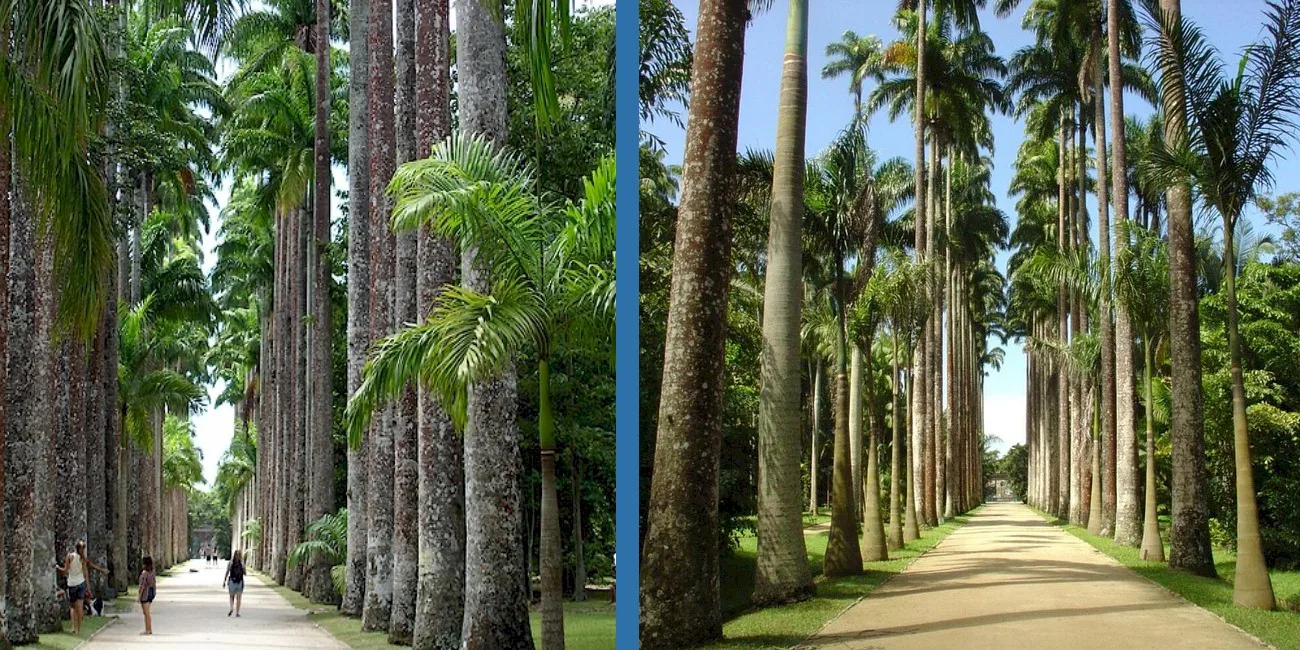 RÍO DE JANEIRO — botanico/01