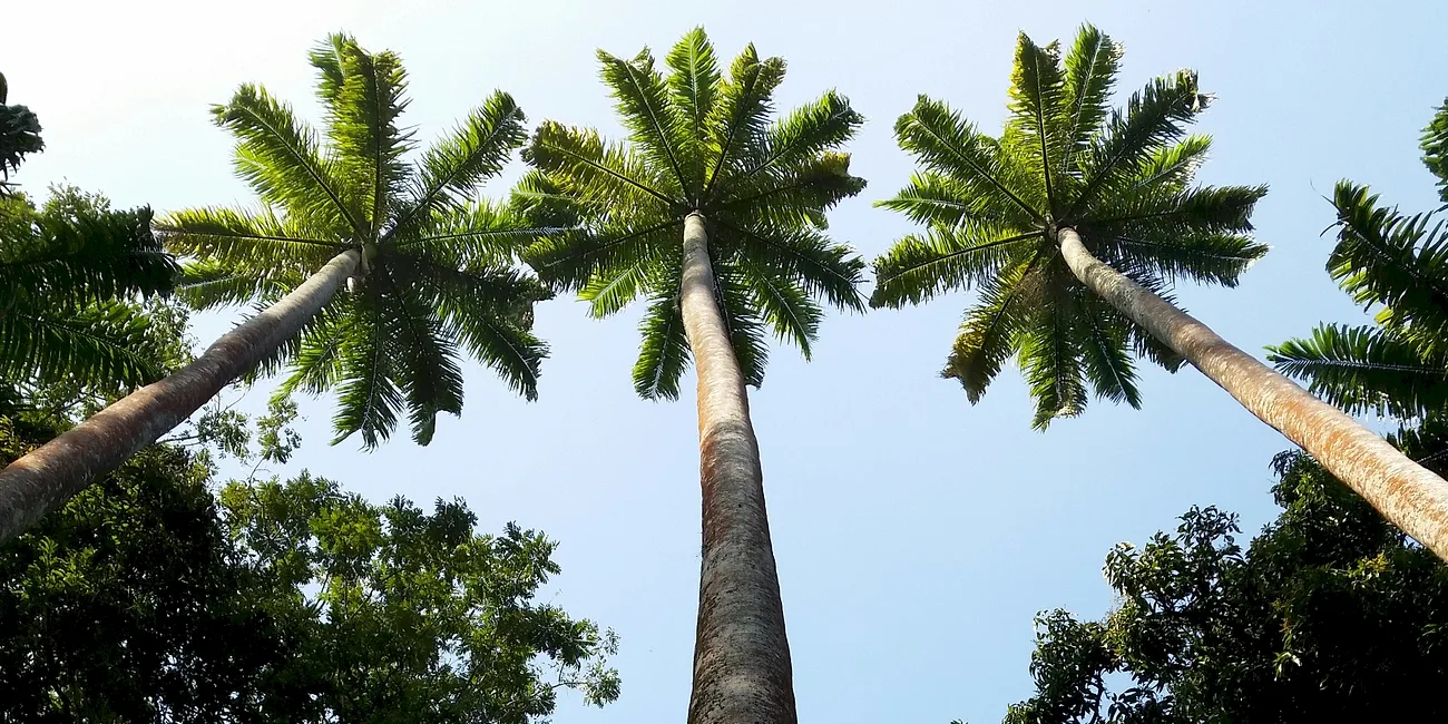RÍO DE JANEIRO — botanico/02 palmeras en perspectiva