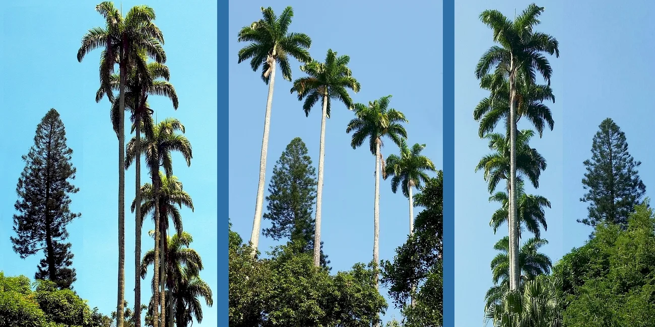 RÍO DE JANEIRO — botanico/03 palmeras imperiales