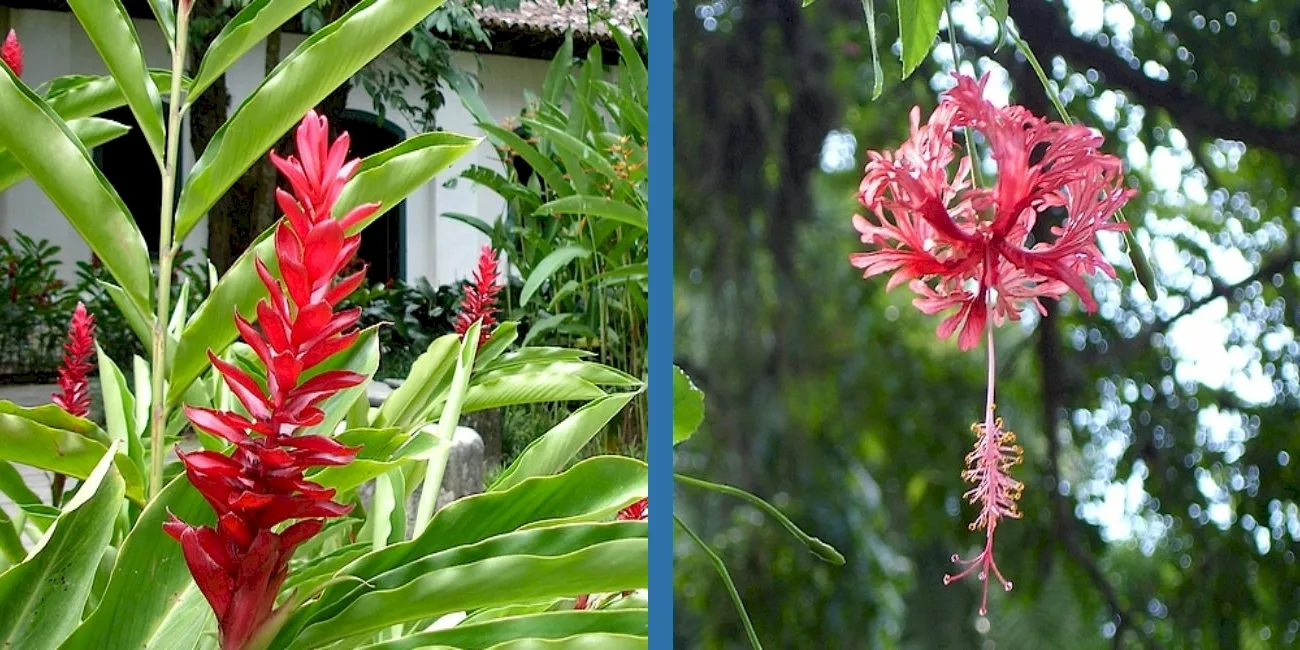 RÍO DE JANEIRO — botanico/08