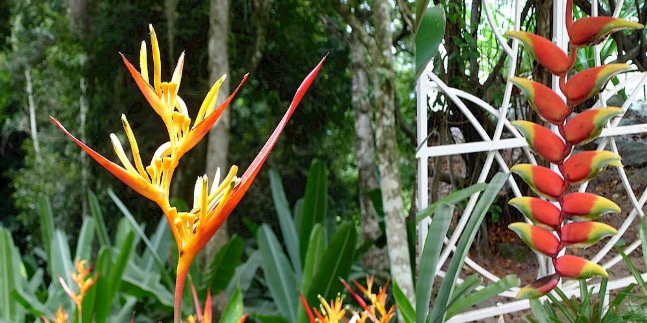 RÍO DE JANEIRO — botanico/09