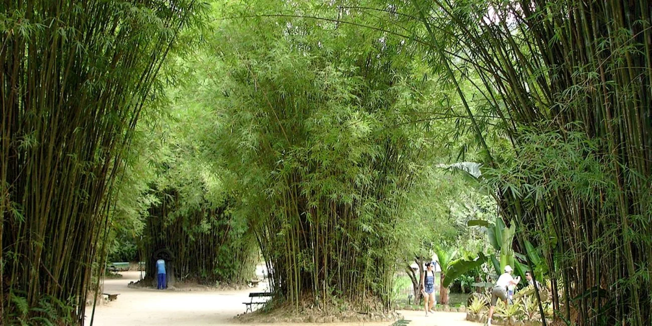 RÍO DE JANEIRO — botanico/14