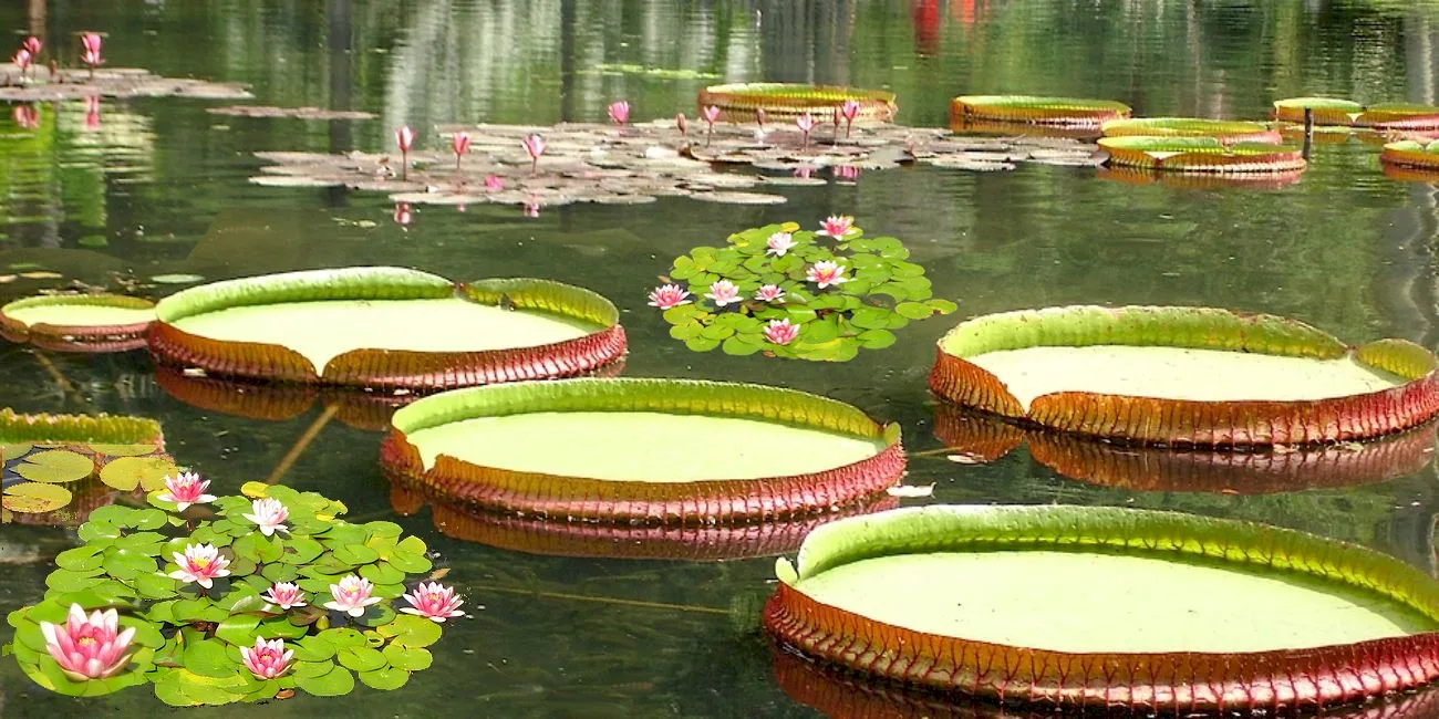 RÍO DE JANEIRO — botanico/15