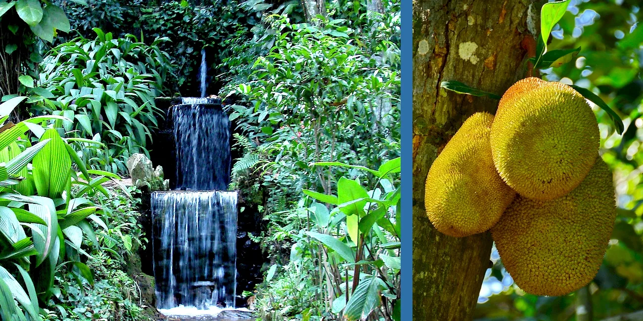 RÍO DE JANEIRO — botanico/19 cascada frutos