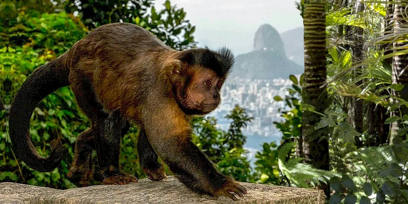 RÍO DE JANEIRO — tijuca/14 mono
