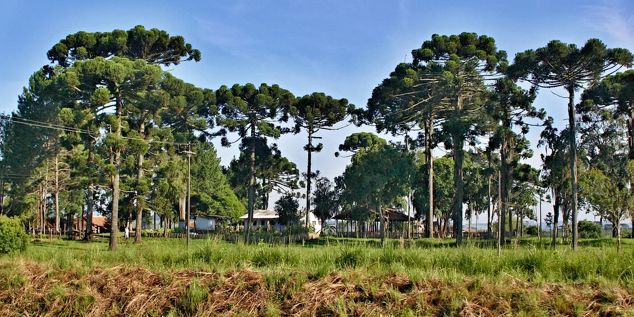 TREN SERRA VERDE EXPRESS — 16