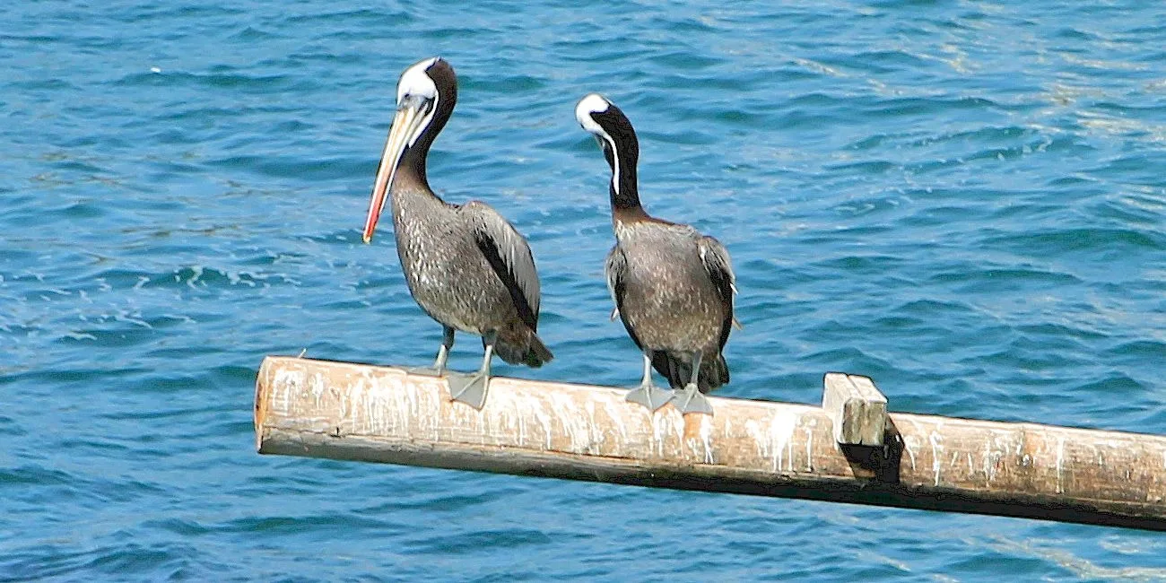 VIÑA DEL MAR — 33 vina pelicanos