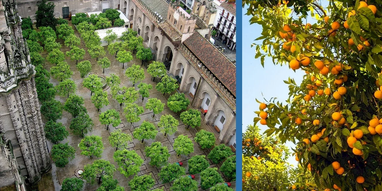ANDALUCÍA — 31 PatioNaranjos