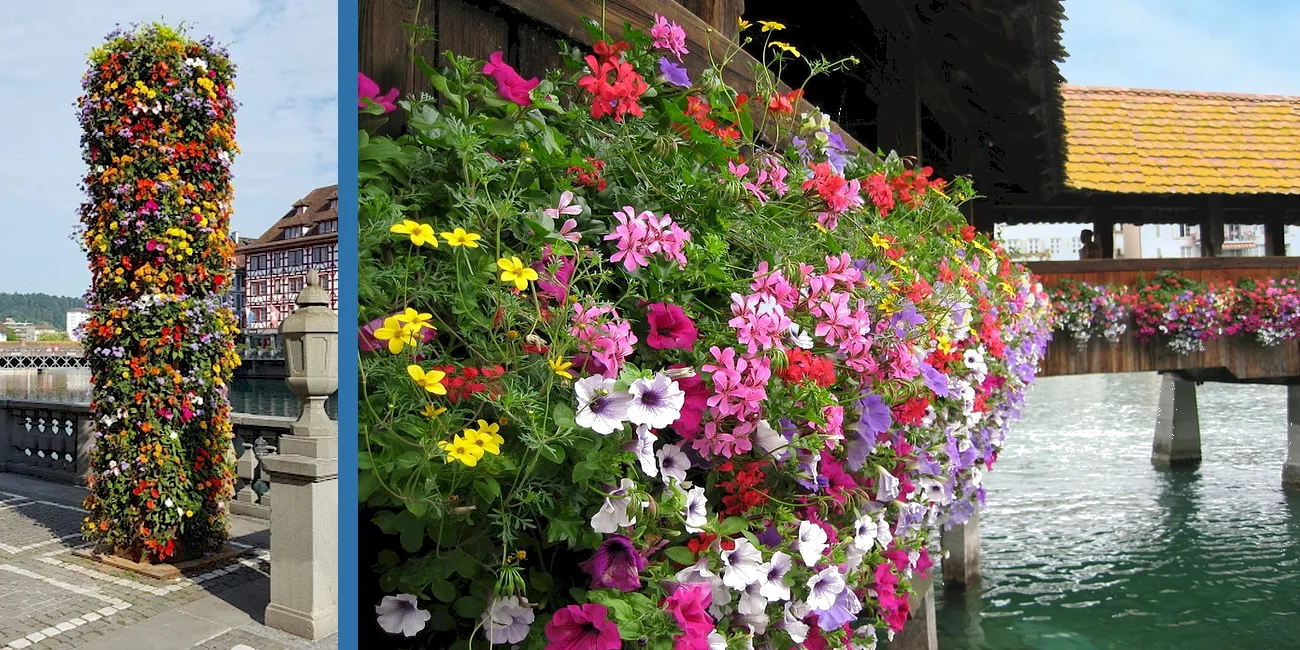 LUCERNA — 10 florales