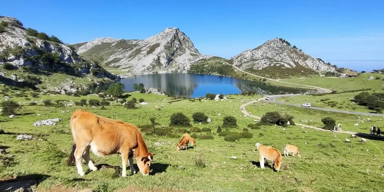 PICOS — 11