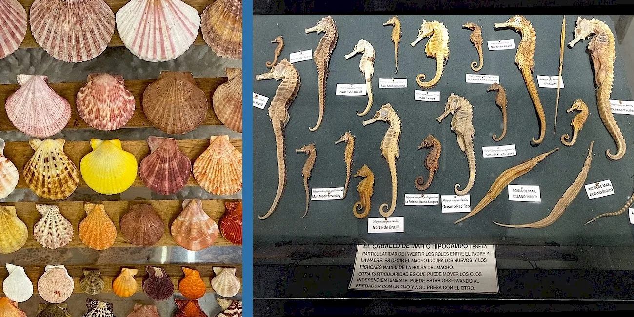CINCO MUSEOS — 21 conchillas.cabalitos