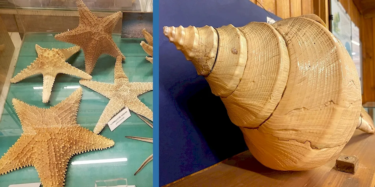 CINCO MUSEOS — 22 caracolas