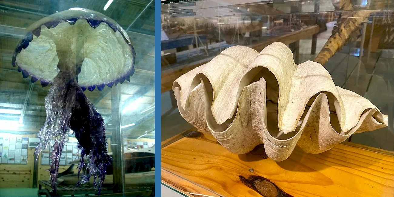 CINCO MUSEOS — 23 medusa concha