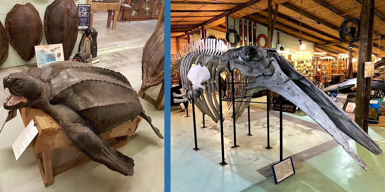 CINCO MUSEOS — 24 tortuga cachalote